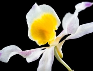 Wild Orchid, Blossom, Flower, Orchid, flower, yellow thumbnail