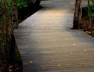 boardwalk between green leaf trees thumbnail