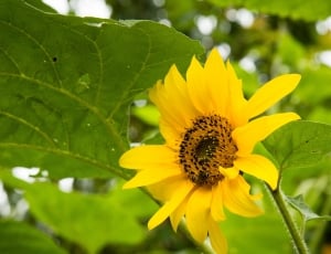 yellow sunflower macro shot thumbnail