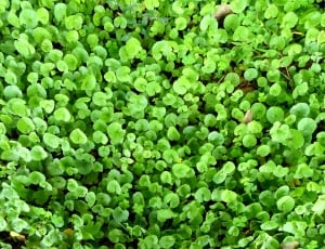 Centella, Asiatic Pennywort, green color, full frame thumbnail