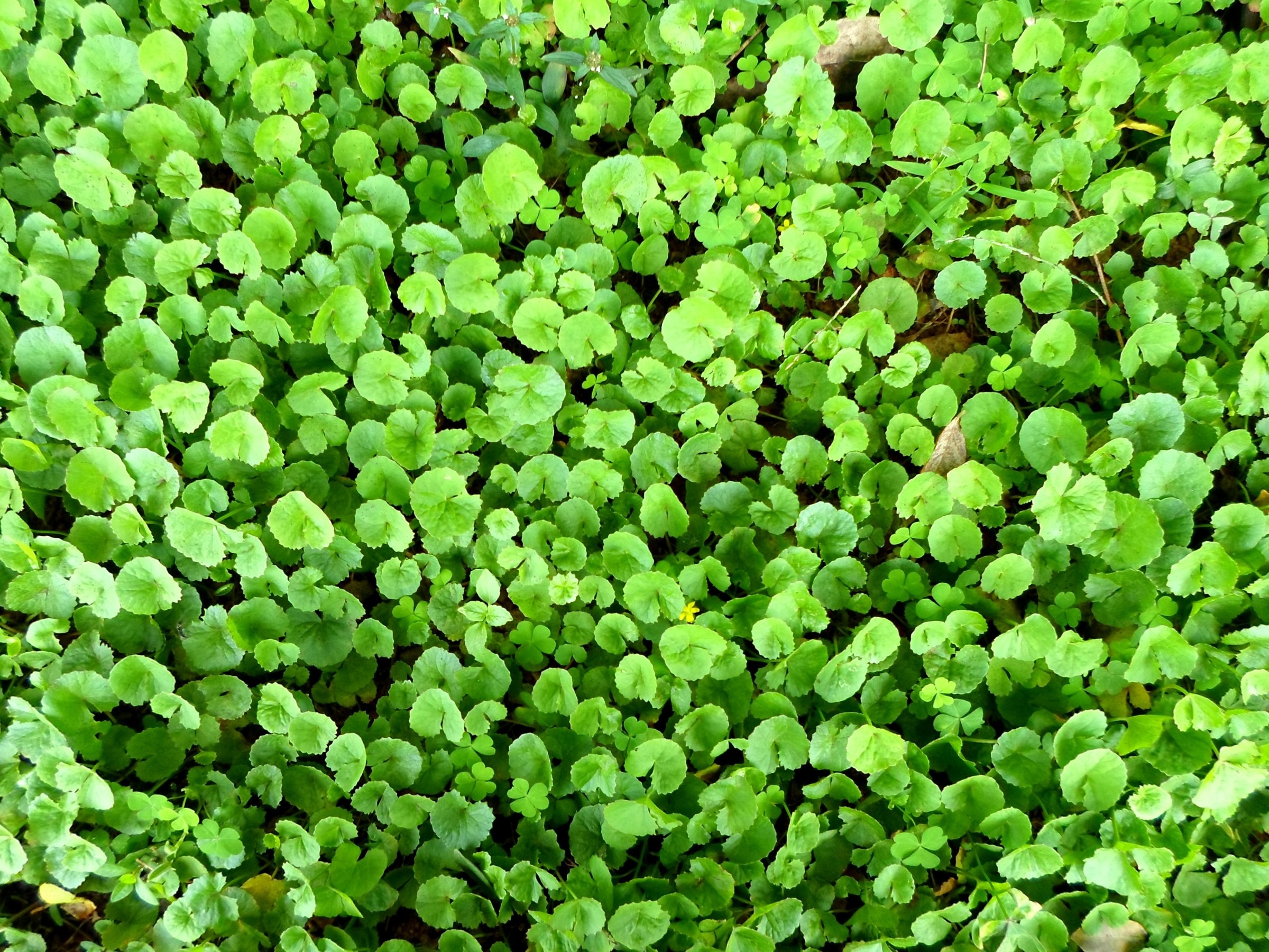 Centella, Asiatic Pennywort, green color, full frame