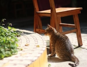 brown tabby cat beside wooden chair during daytime thumbnail