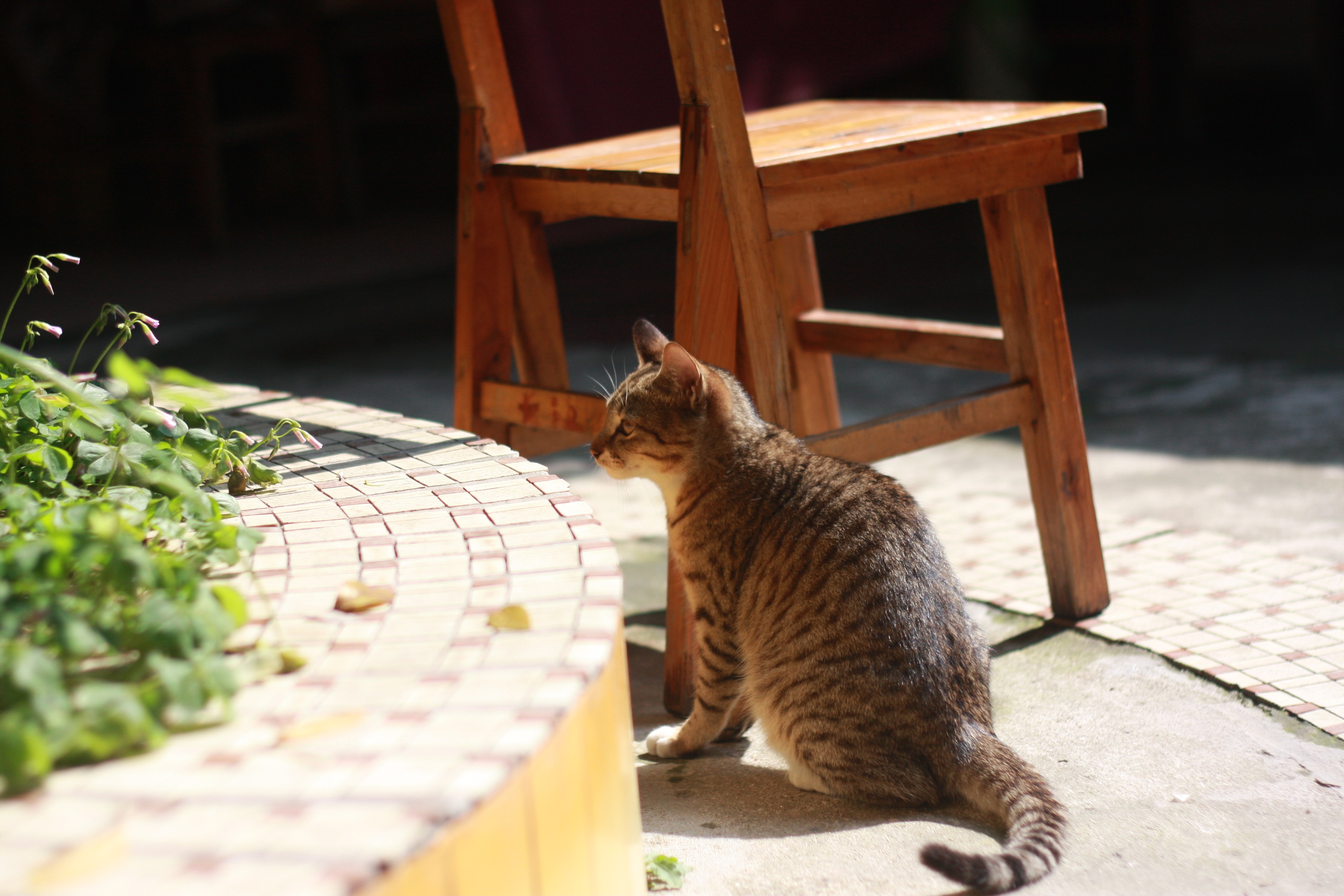 brown tabby cat beside wooden chair during daytime