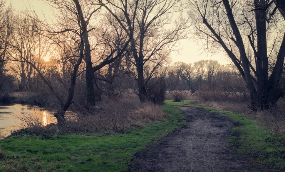 pathway surrounded by dried trees, green grass and river during sunset preview