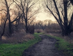 pathway surrounded by dried trees, green grass and river during sunset thumbnail
