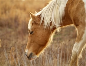 brown short coat horse offspring shown thumbnail