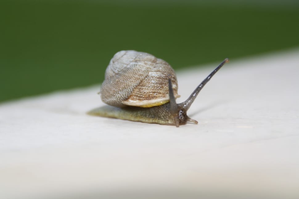 brown and black snail on selective focus photography preview