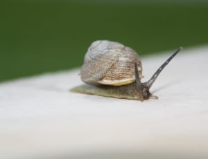 brown and black snail on selective focus photography thumbnail