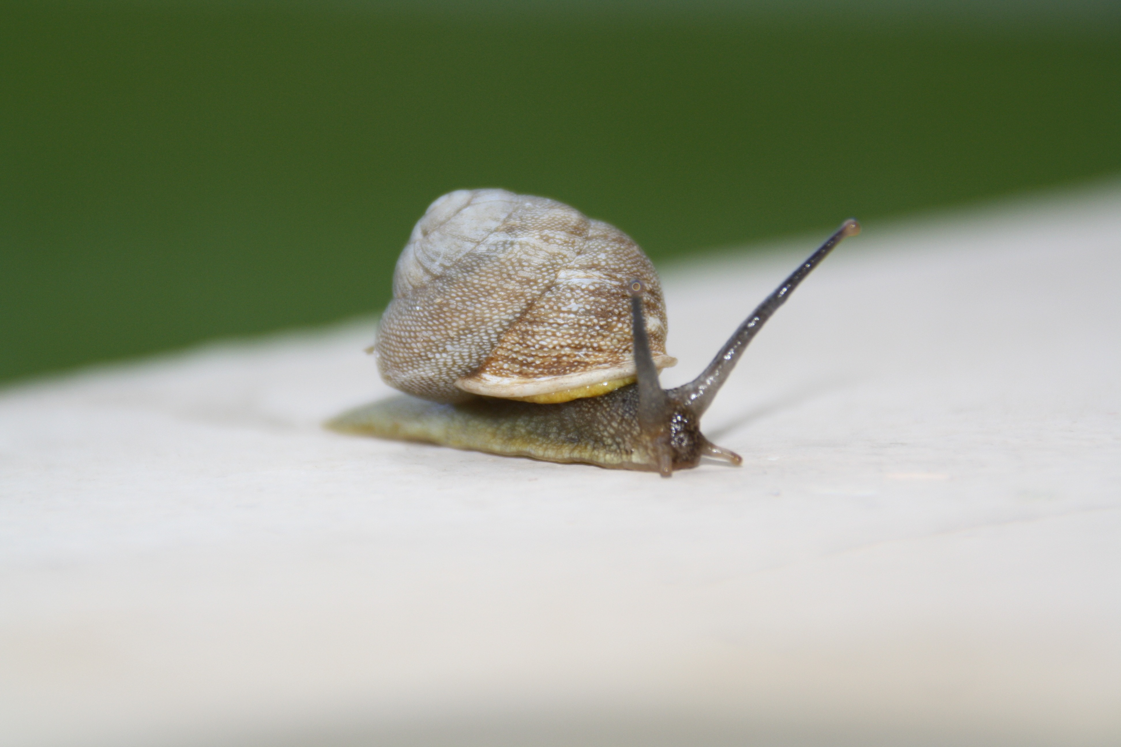 brown and black snail on selective focus photography