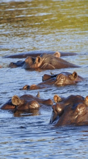 hippopotamus swimming on bodies of water thumbnail