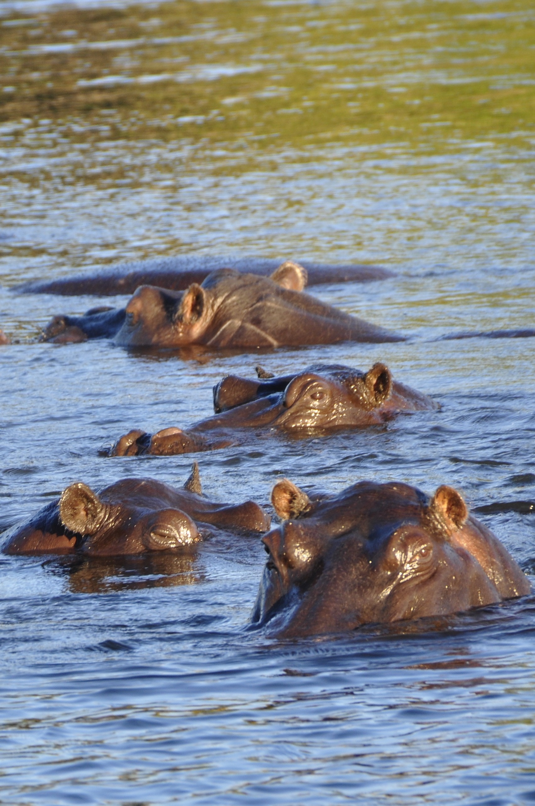 hippopotamus swimming on bodies of water