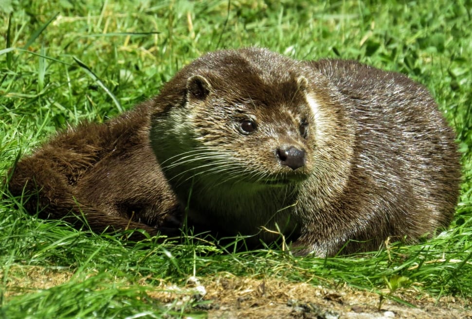 Animal, Meadow, Fur, Otter, grass, mammal preview