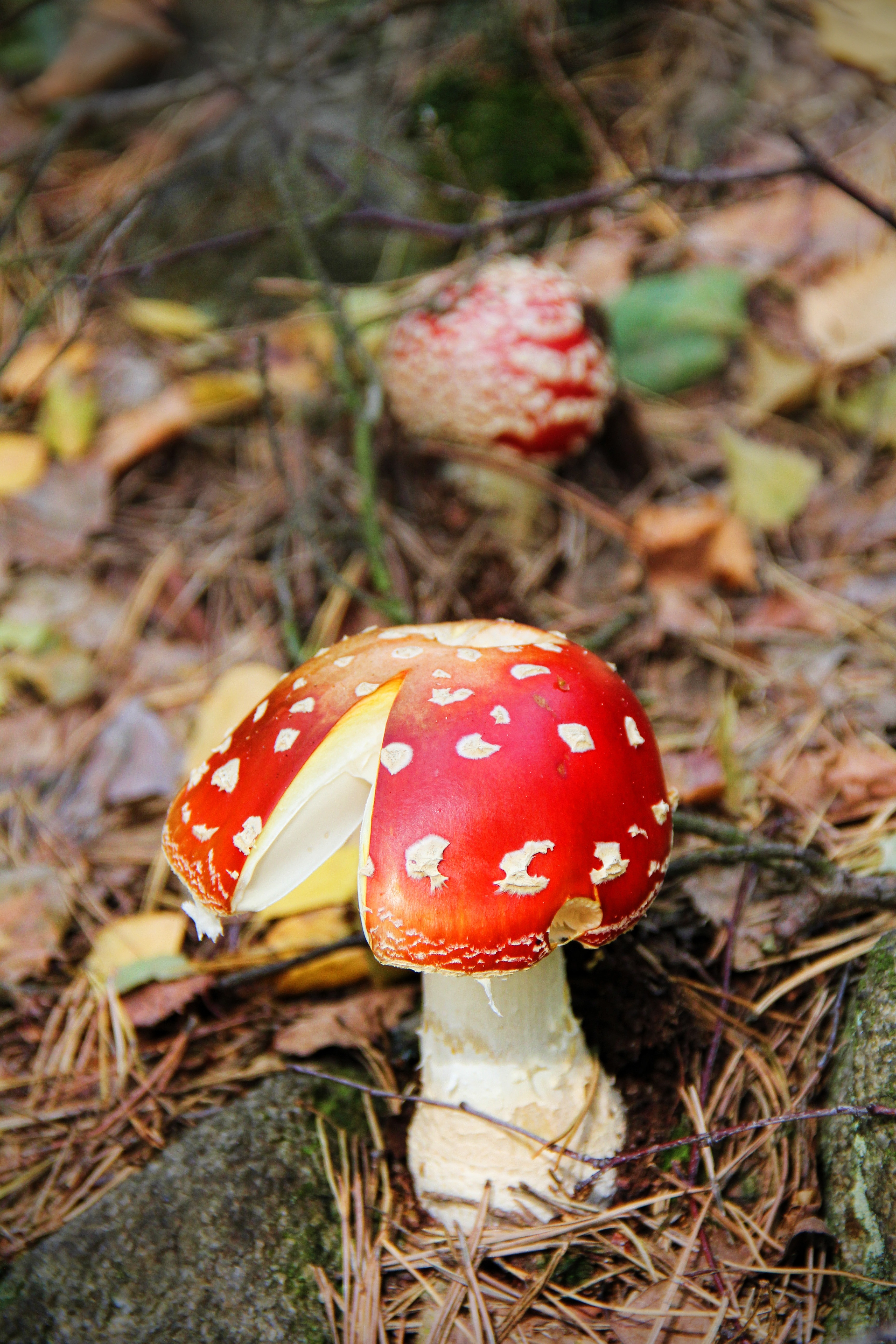 red and white polka dot mushroom
