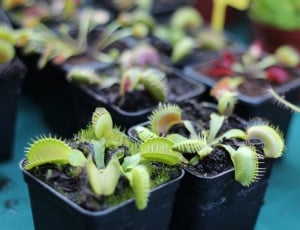 green venus flytrap lot thumbnail