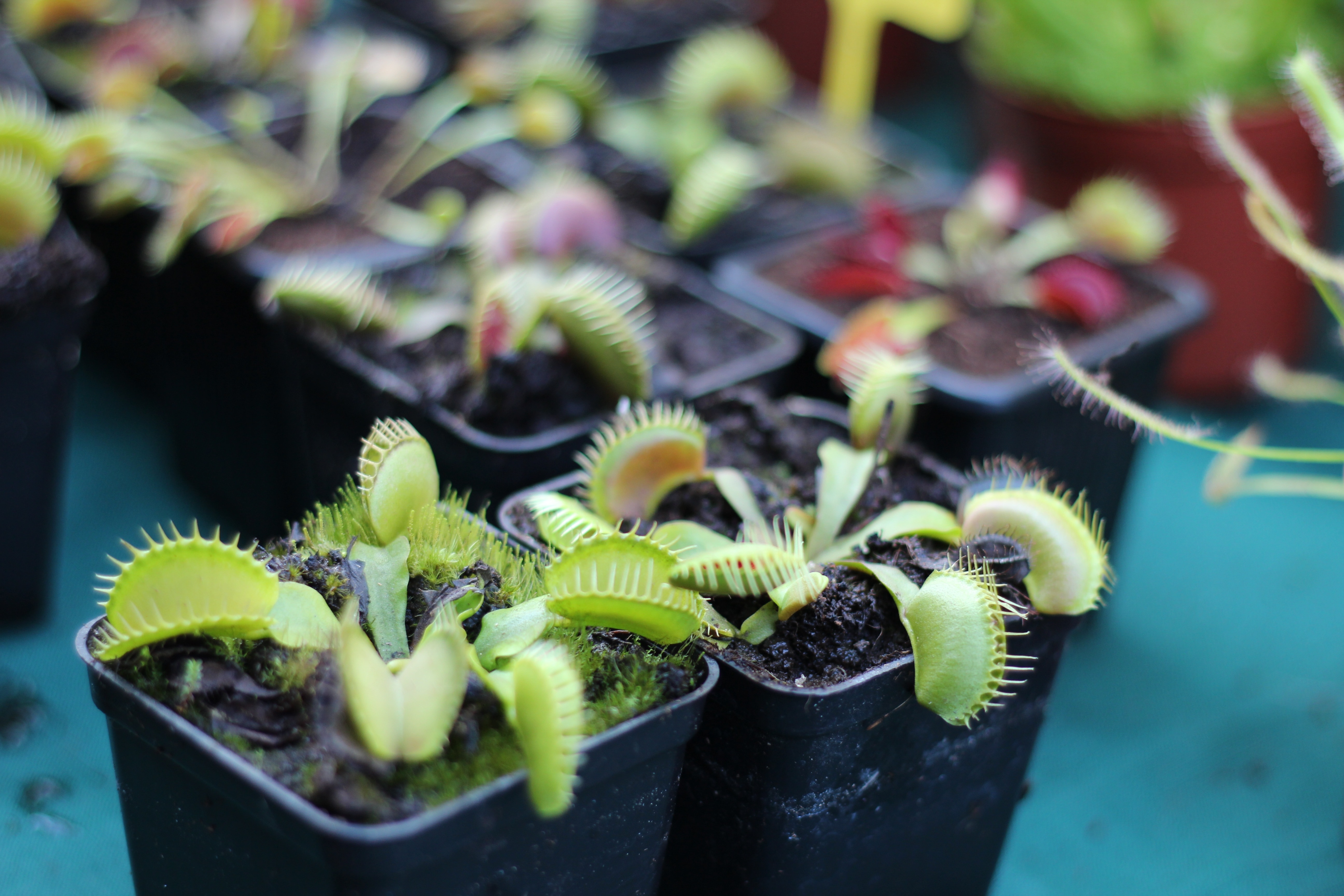 green venus flytrap lot