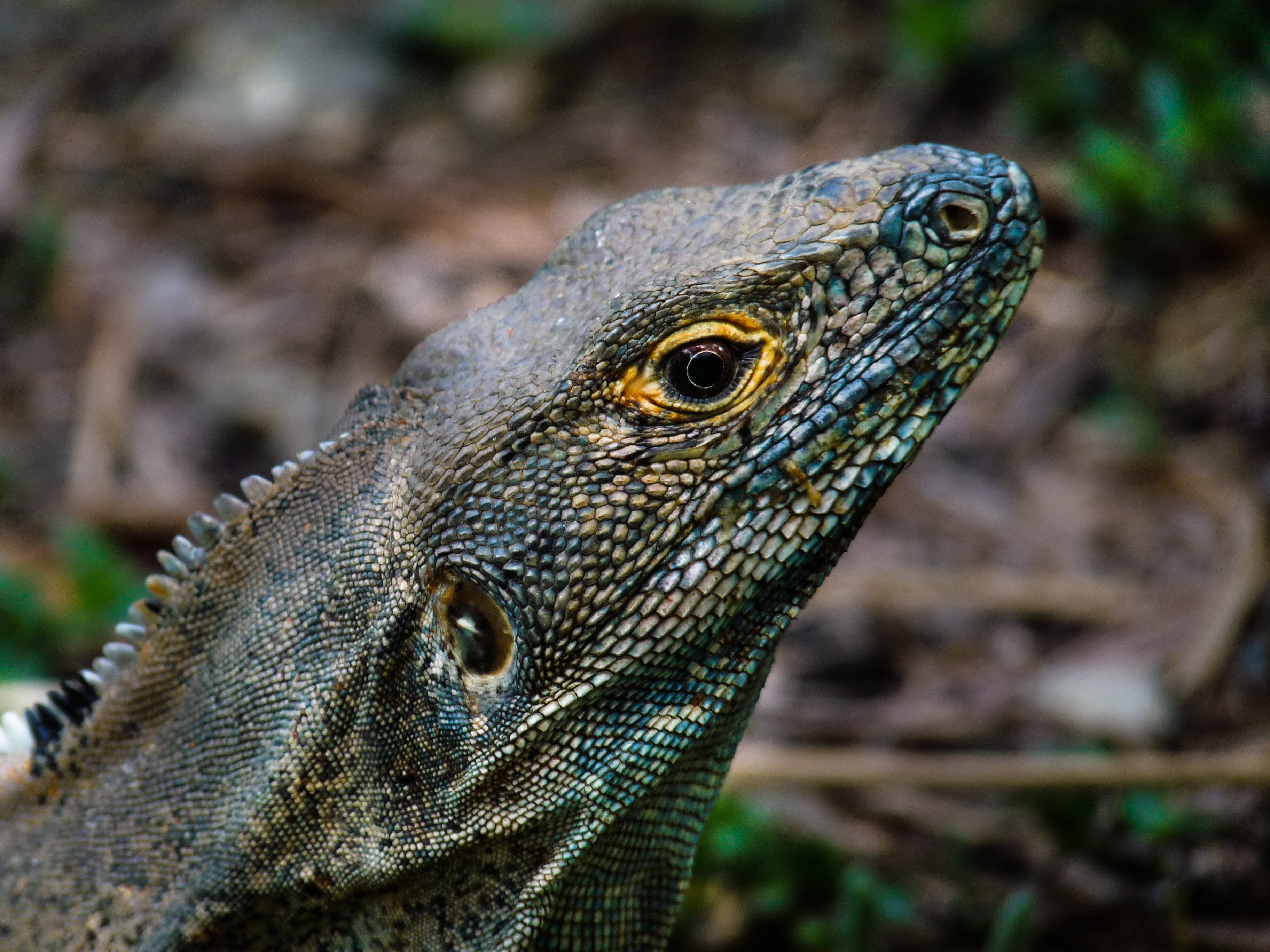 1920x1080 wallpaper | Dragon, Jungle, Scale, Close, Lizard, reptile ...