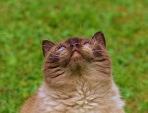brown and gray short fur cat during daytime thumbnail