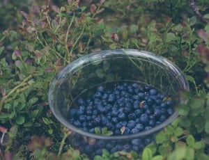 blue berries thumbnail