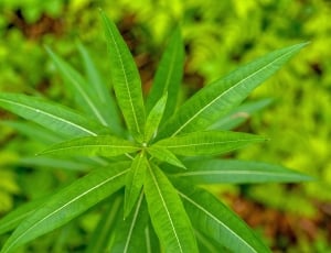 shallow focus photography of green leaves plant thumbnail