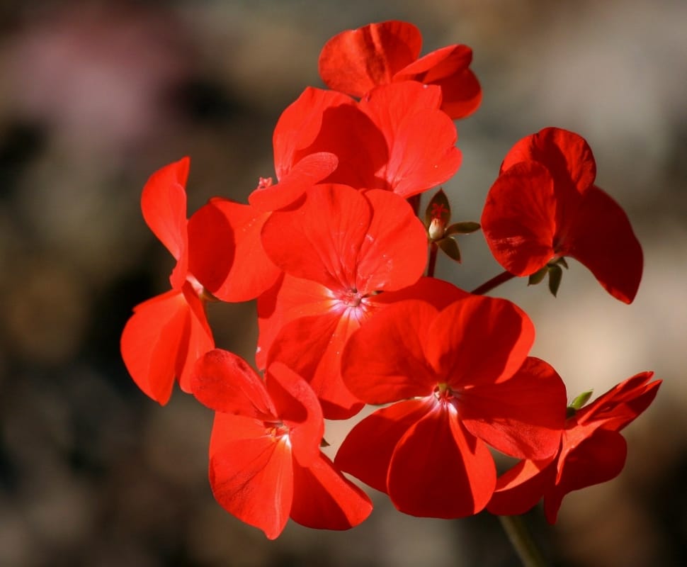red petal flowers preview