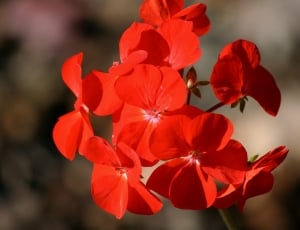 red petal flowers thumbnail