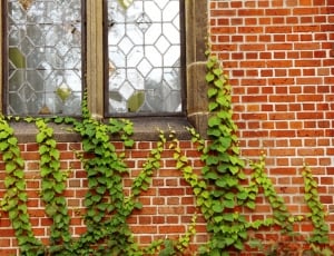 green leaf plant crawling on black metal frame window panel during daytime photo thumbnail