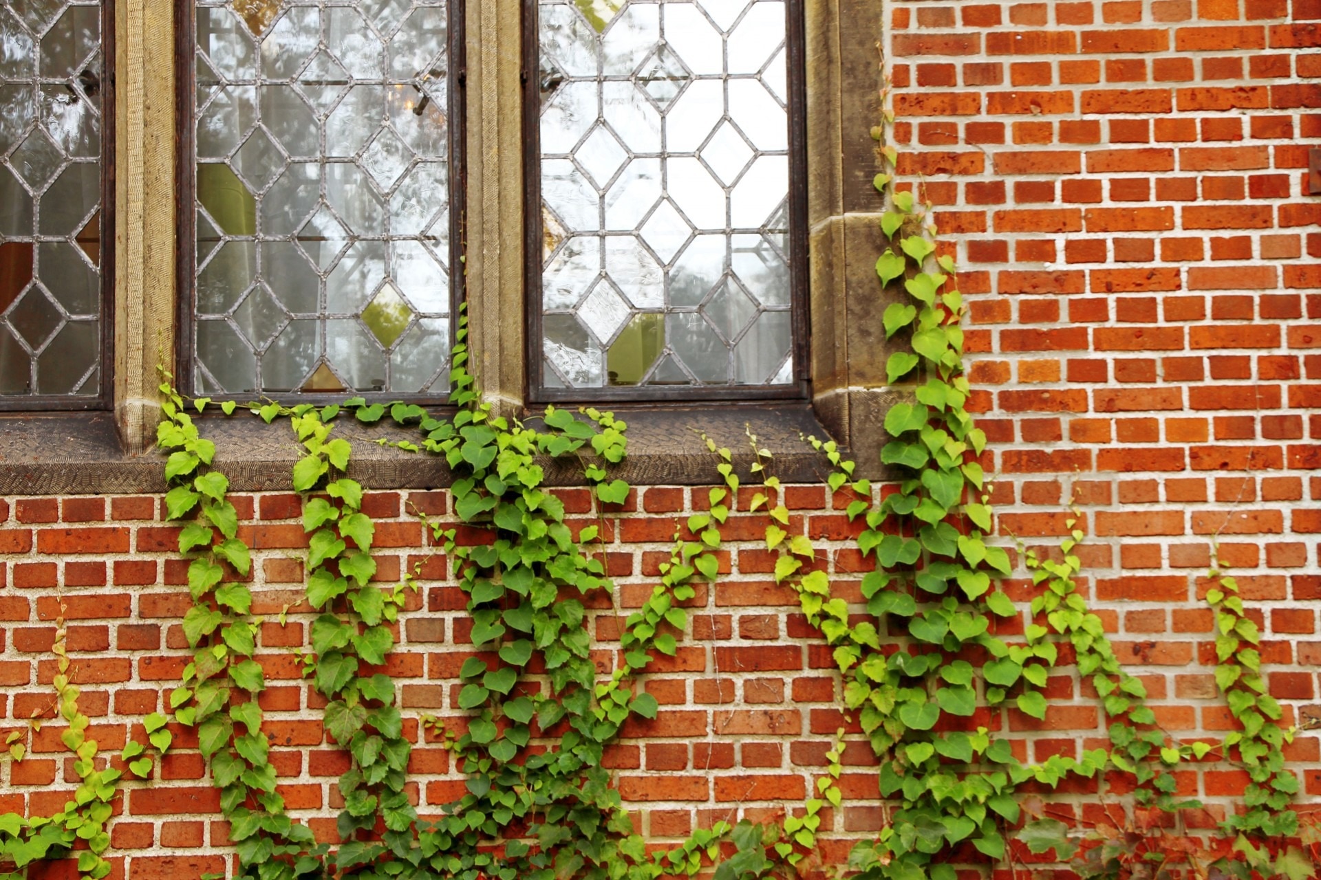 green leaf plant crawling on black metal frame window panel during daytime photo