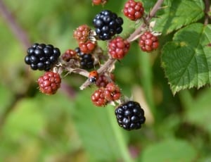 Fruit, Blackberry, Ladybug, Bush, fruit, food and drink thumbnail