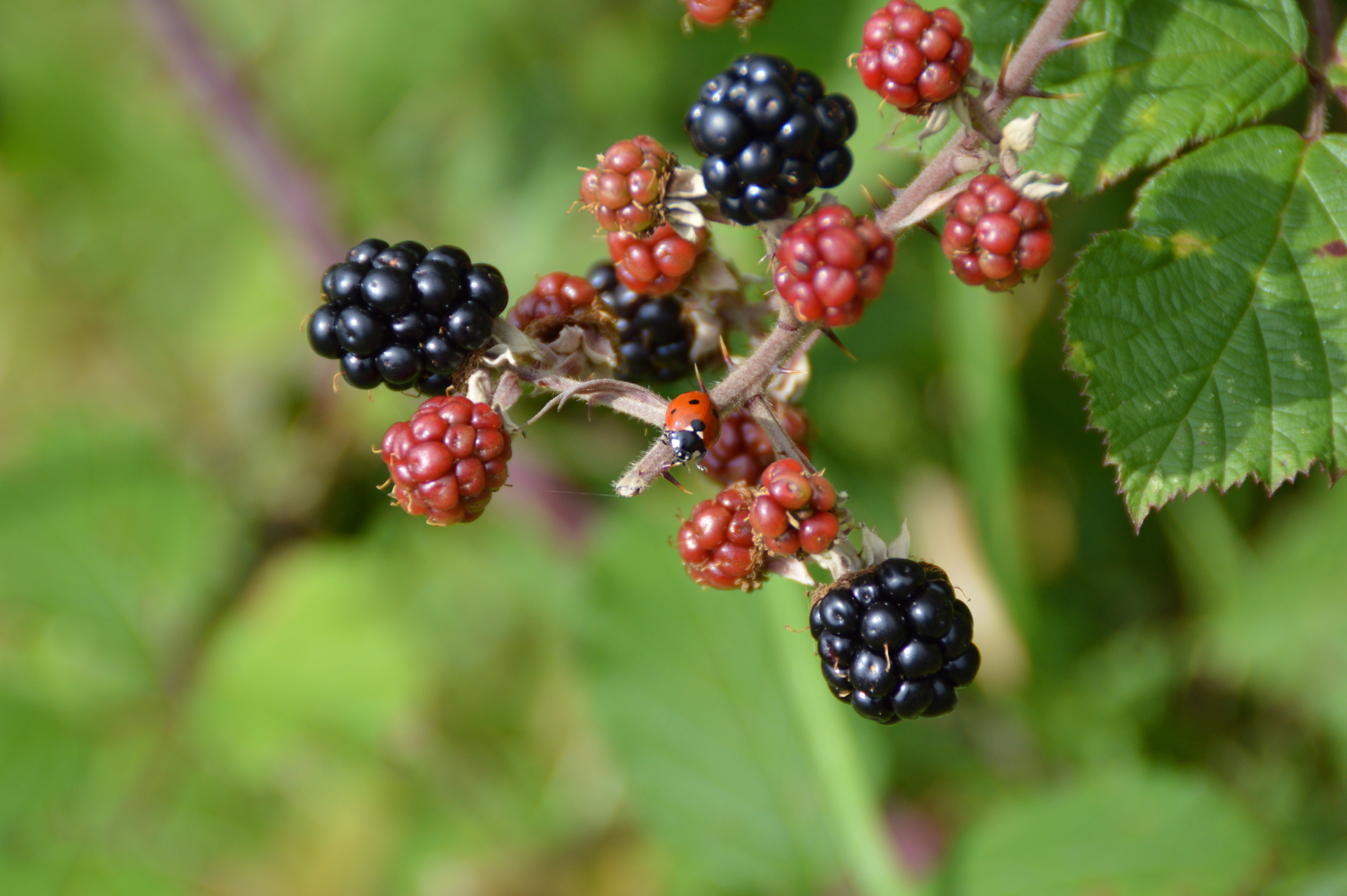 Fruit, Blackberry, Ladybug, Bush, fruit, food and drink