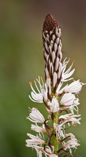white and brown petaled flower thumbnail
