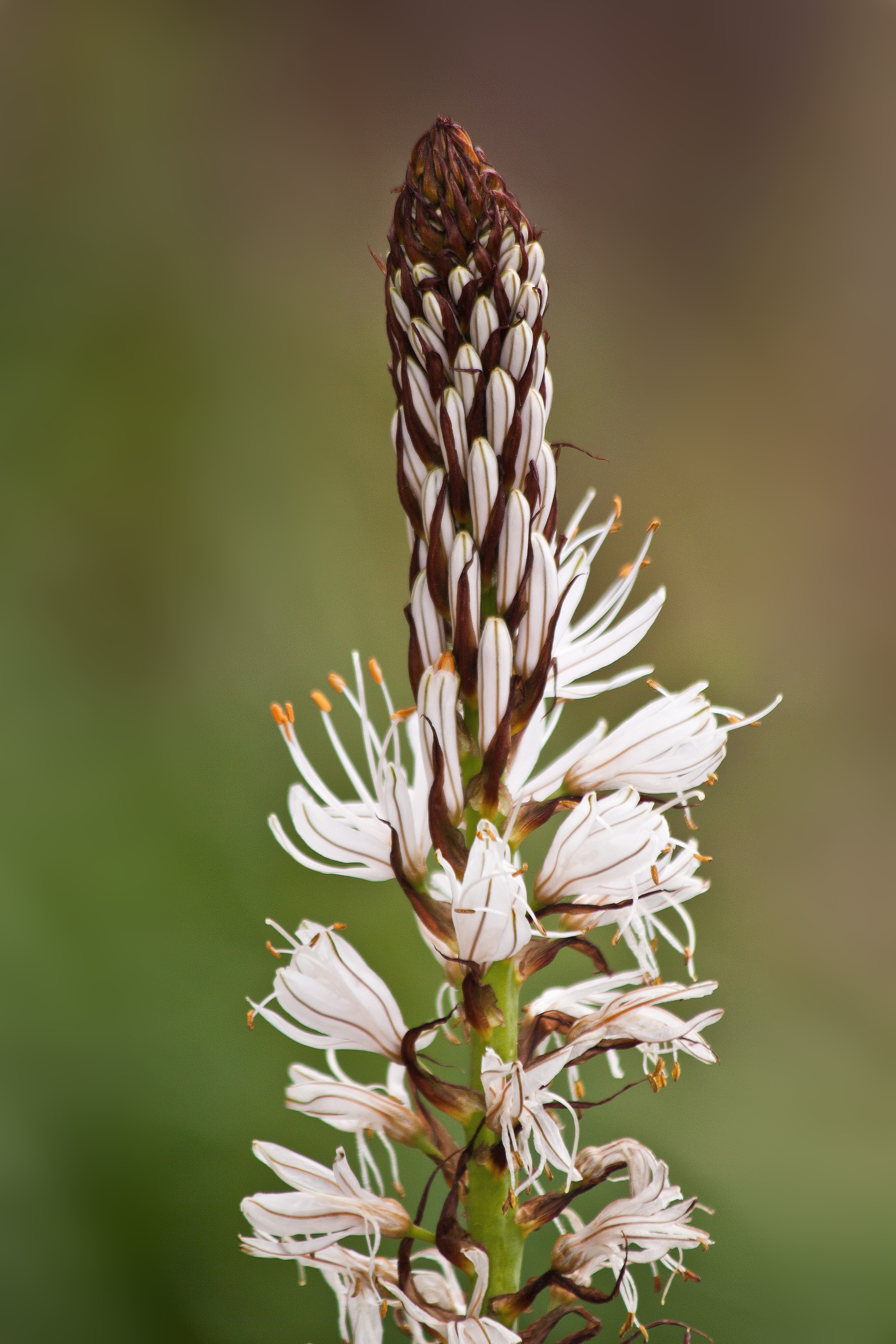 white and brown petaled flower