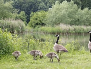 capture image of a six canadian geese near a lake during day time thumbnail