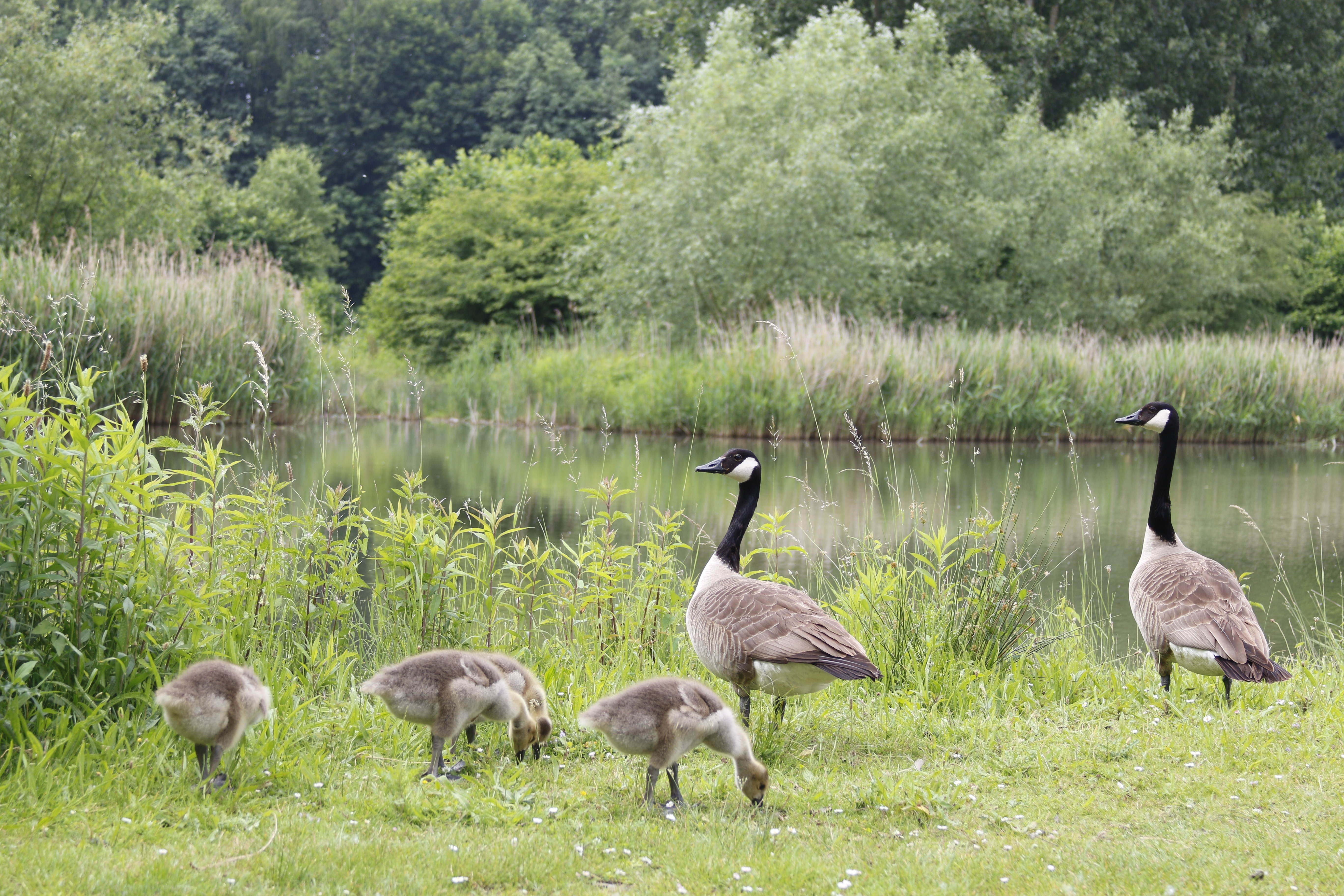 capture image of a six canadian geese near a lake during day time