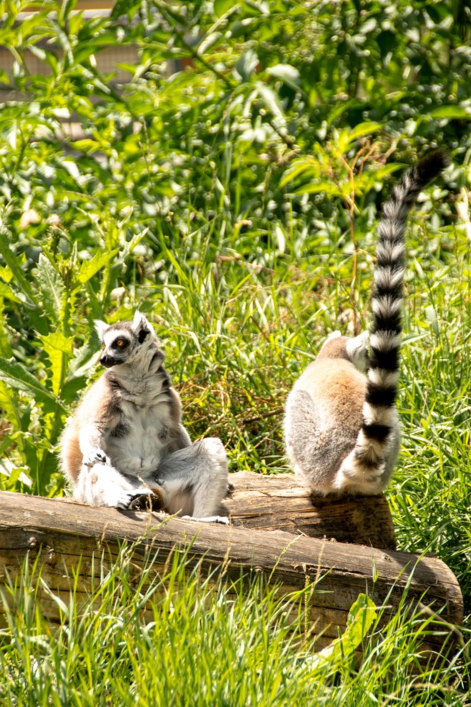 Eye, Lemur Catta, Ring Tailed Lemur, animals in the wild, animal themes preview