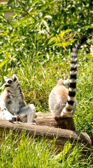Eye, Lemur Catta, Ring Tailed Lemur, animals in the wild, animal themes thumbnail