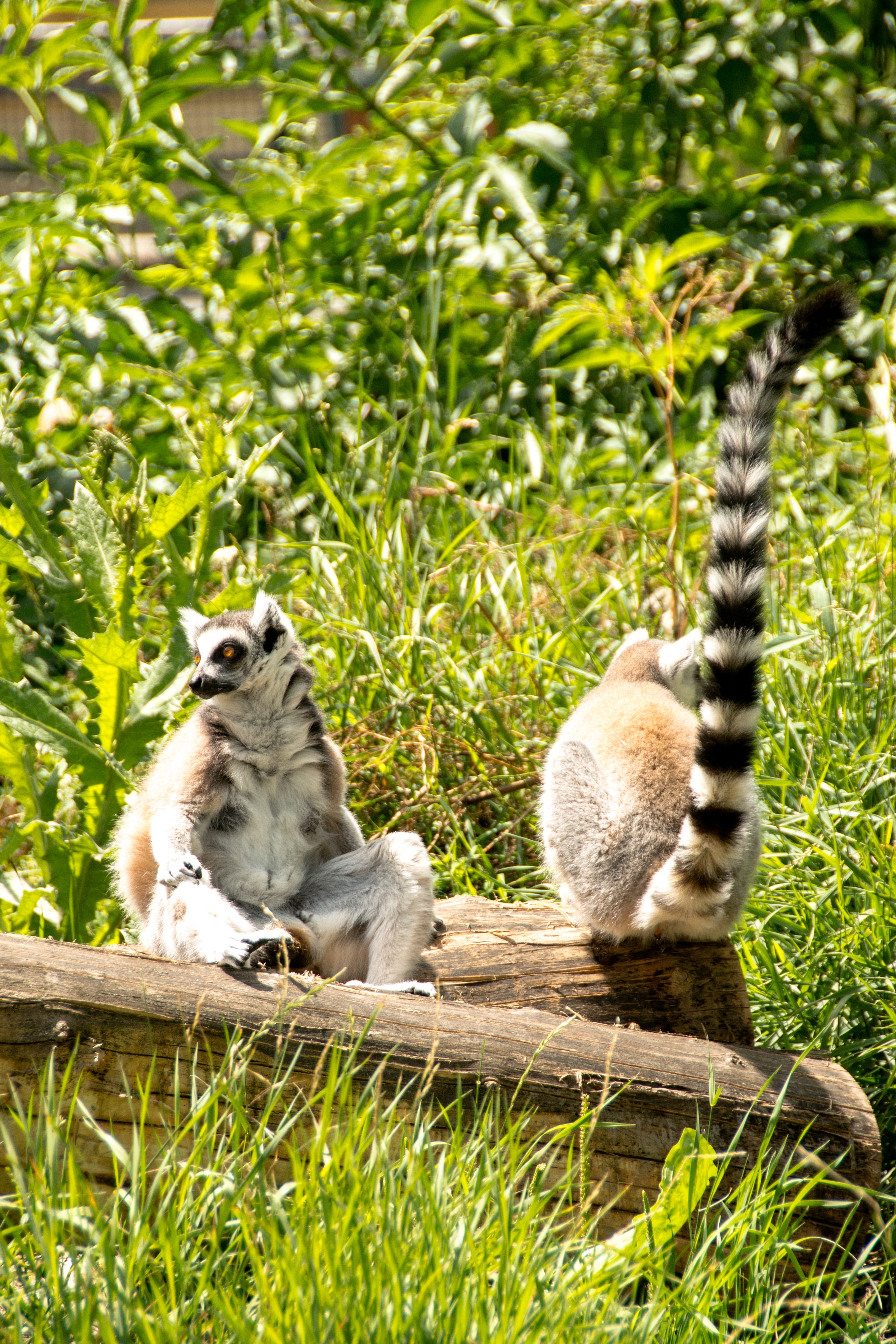 Eye, Lemur Catta, Ring Tailed Lemur, animals in the wild, animal themes