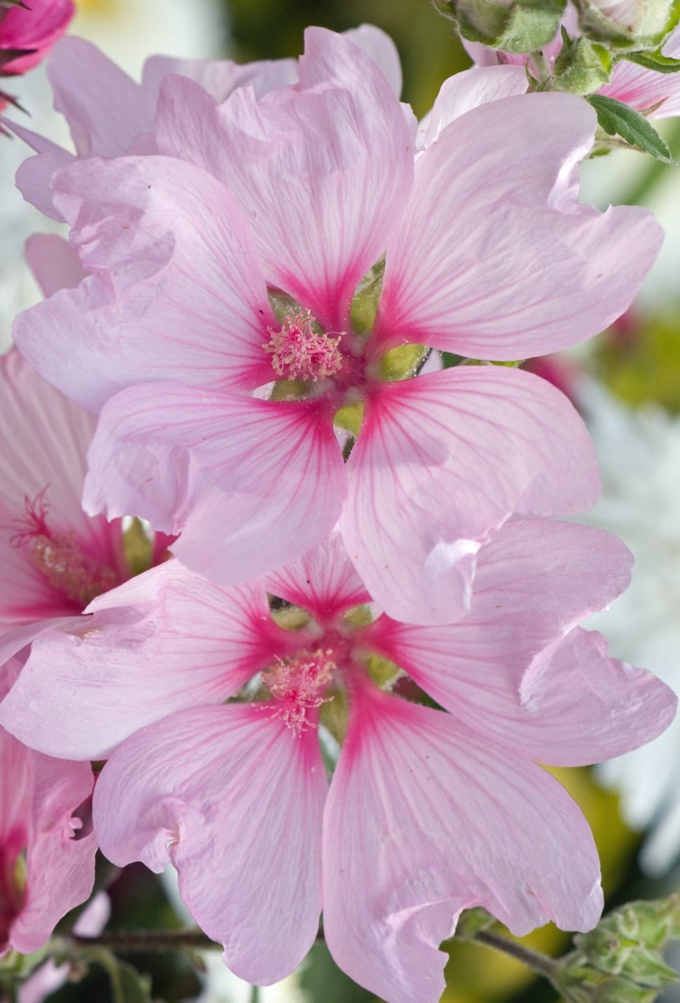two white-and-pink flowers with green leavs preview