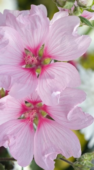 two white-and-pink flowers with green leavs thumbnail