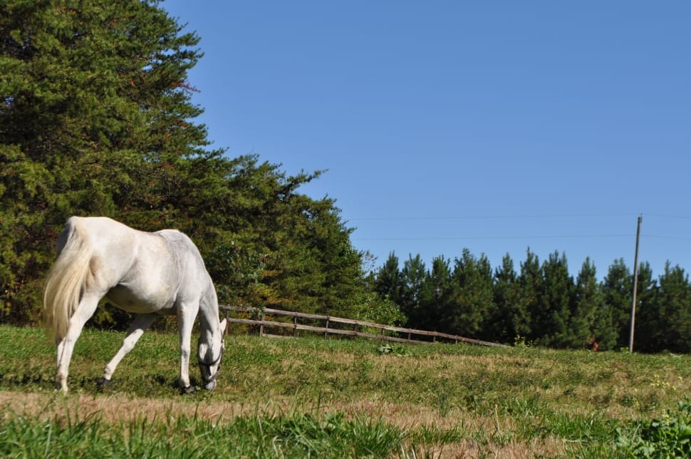white and gray horse on grass preview