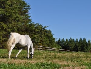 white and gray horse on grass thumbnail