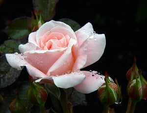Debbie Thomas, pink rose thumbnail