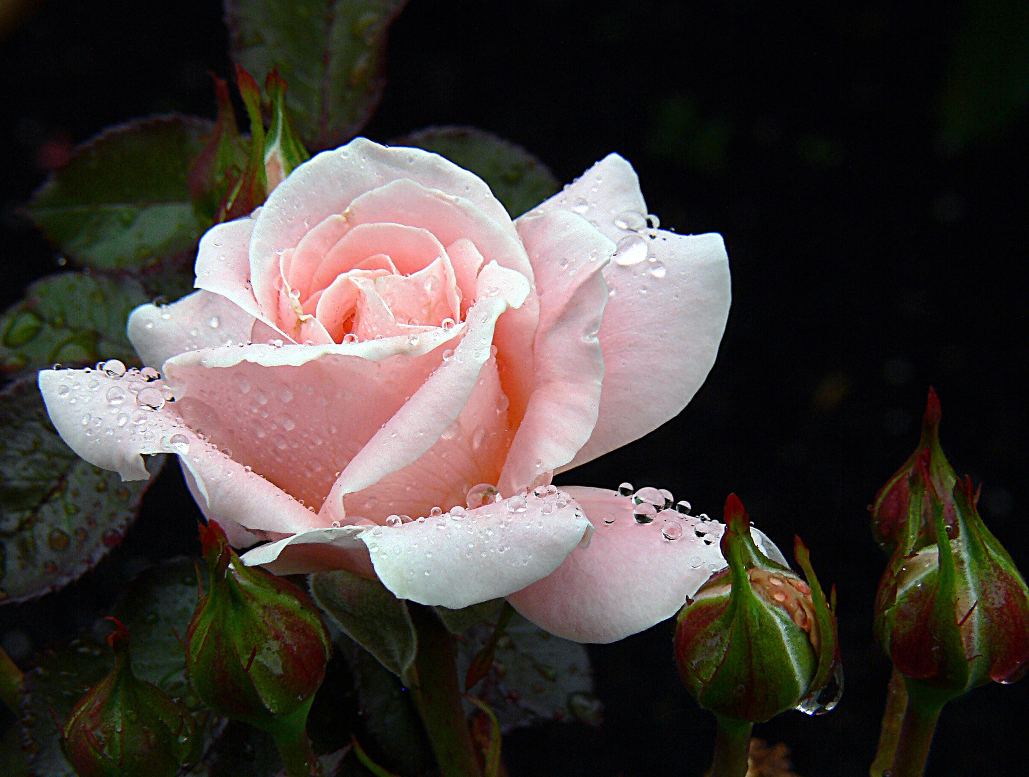 Debbie Thomas, pink rose
