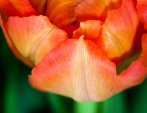 orange and pink flower petals thumbnail