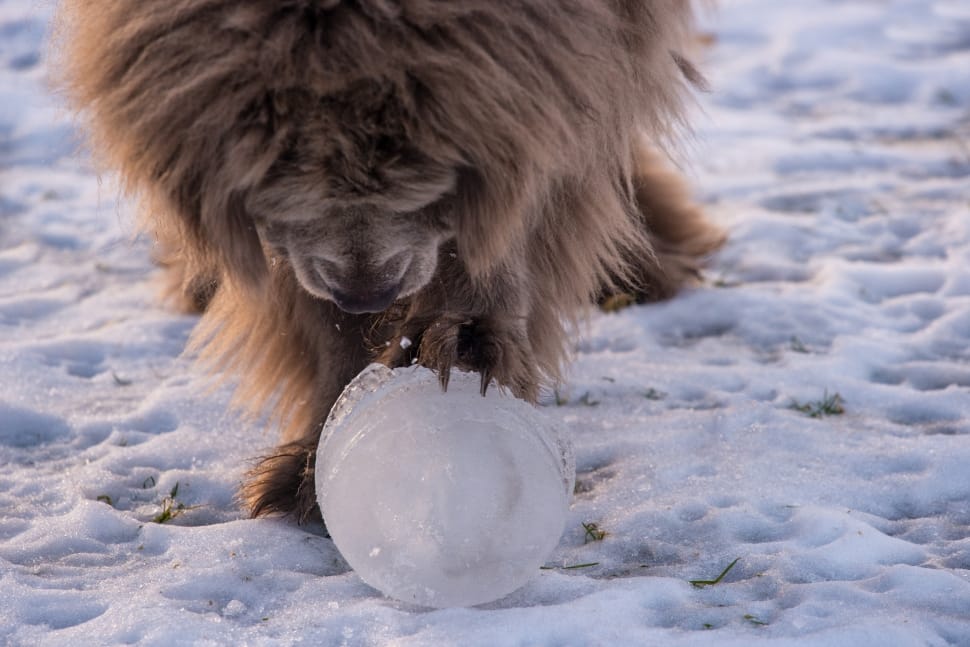 dog playing with ice preview