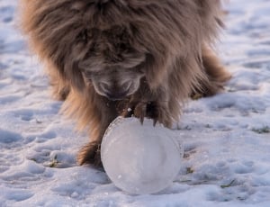 dog playing with ice thumbnail