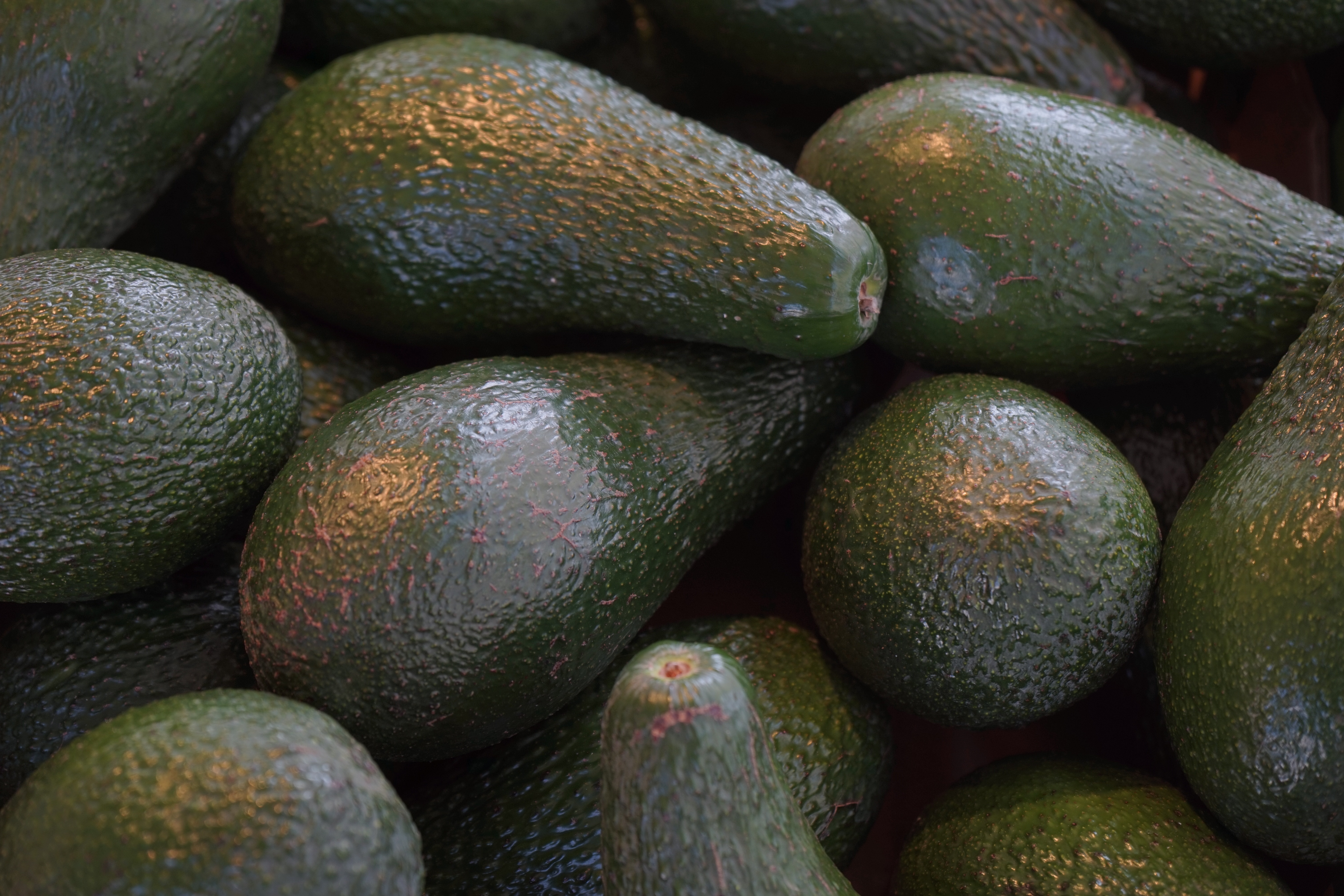 green avocado lot