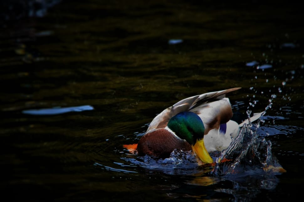 wildlife photography of male mallard duck on body of water preview