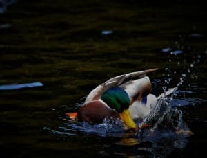 wildlife photography of male mallard duck on body of water thumbnail