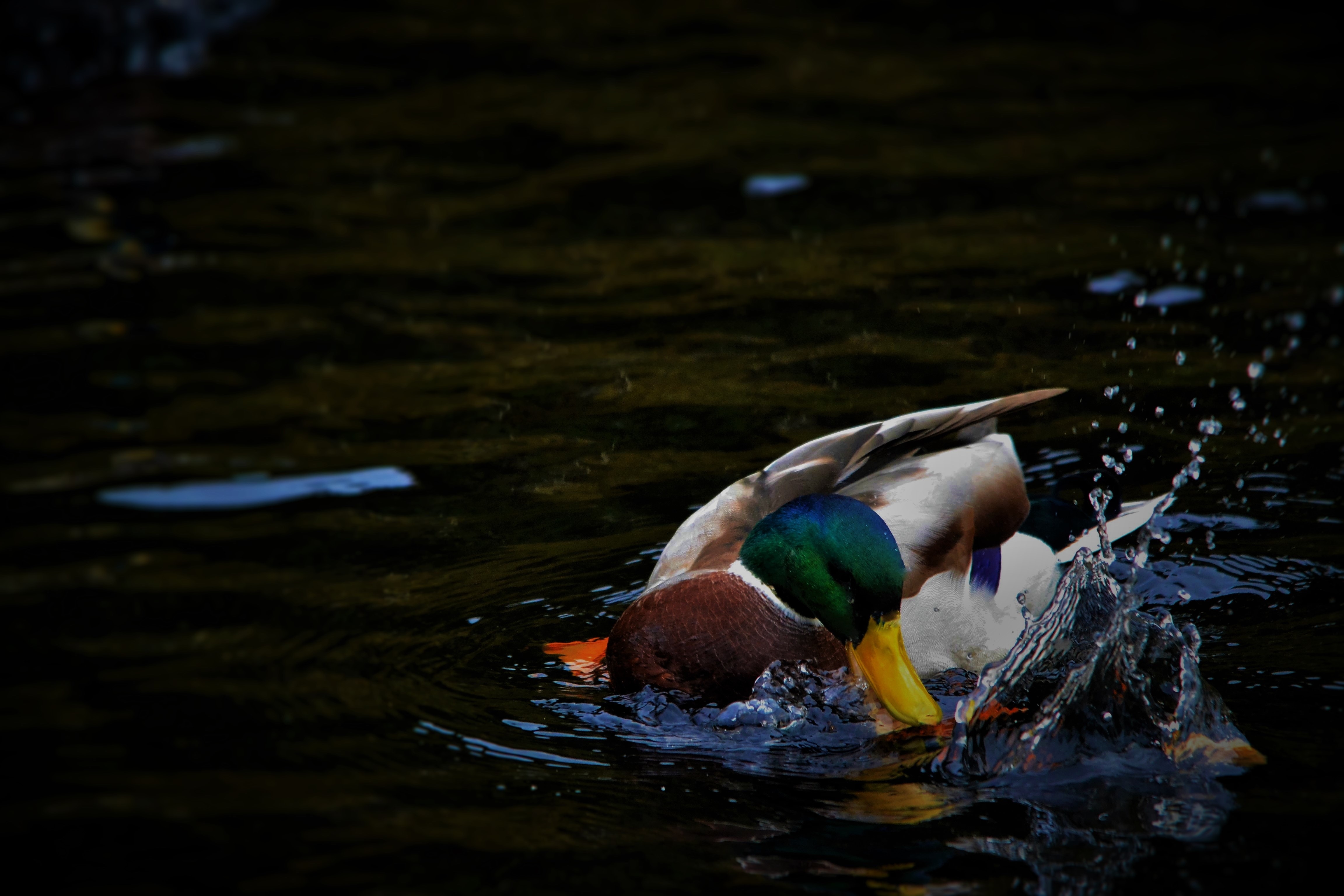 wildlife photography of male mallard duck on body of water