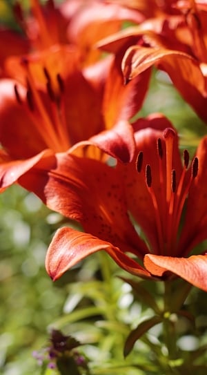 red lily thumbnail